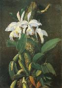 unknow artist Orquideas oil painting on canvas
